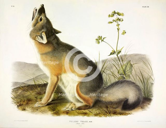 Swift Fox, Vulpes Velox, 1845.