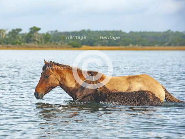 Swim Practice. Creator: Eve Turek.