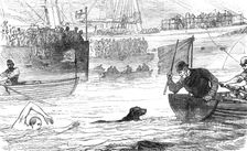 Swimming-match between a dog and a man, 1880. Creator: Unknown