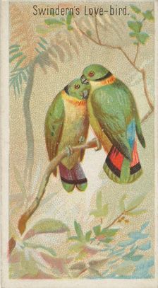 Swindern's Love-Bird, from the Birds of the Tropics series (N5) for Allen & Ginter Cigaret..., 1889. Creator: Allen & Ginter