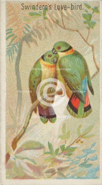 Swindern's Love-Bird, from the Birds of the Tropics series (N5) for Allen & Ginter Cigaret..., 1889. Creator: Allen & Ginter.