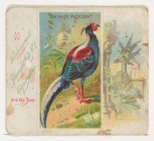 Swinhoe Pheasant, from Birds of the Tropics series (N38) for Allen & Ginter Cigarettes, 1889. Creator: Allen & Ginter