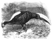 Swinhoe's Pheasant, lately added to the collection of the Zoological Society of London, 1865. Creator: Dalziel Brothers