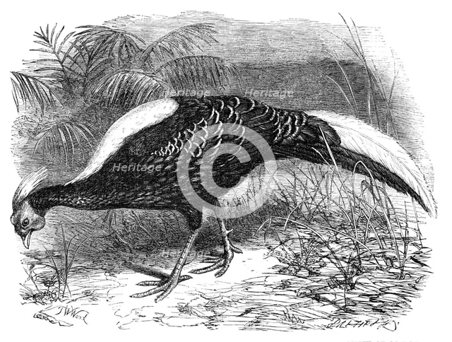 Swinhoe's Pheasant, lately added to the collection of the Zoological Society of London, 1865. Creator: Dalziel Brothers.