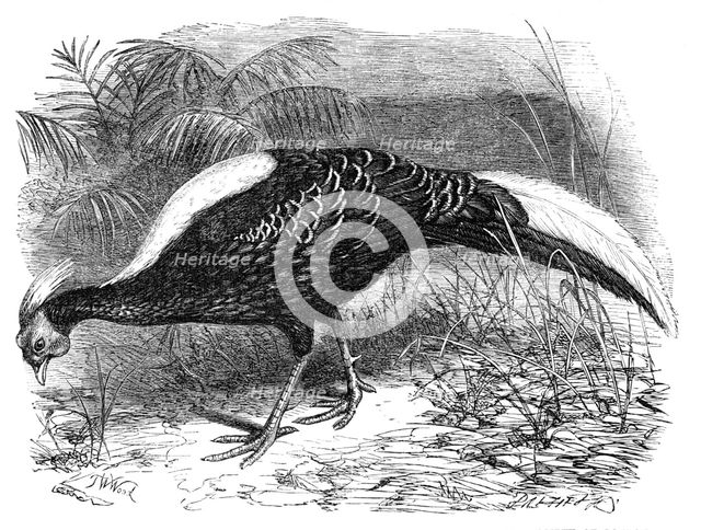 Swinhoe's Pheasant, lately added to the collection of the Zoological Society of London, 1865. Creator: Dalziel Brothers.