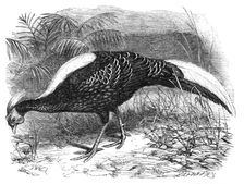 Swinhoe's Pheasant, lately added to the collection of the Zoological Society of London, 1865. Creator: Dalziel Brothers