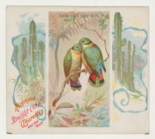 Swintern's Love-bird, from Birds of the Tropics series (N38) for Allen & Ginter Cigarettes..., 1889. Creator: Allen & Ginter