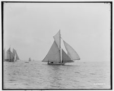 Swordfish, between 1880 and 1899. Creator: Unknown