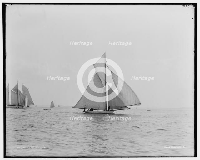 Swordfish, between 1880 and 1899. Creator: Unknown.