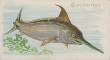 Swordfish, from the Fish from American Waters series (N8) for Allen & Ginter Cigarettes Br..., 1889. Creator: Allen & Ginter