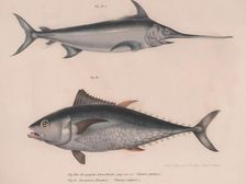 Swordfish (Hiphias gladius), Thinnus bulgaris, c.1850s