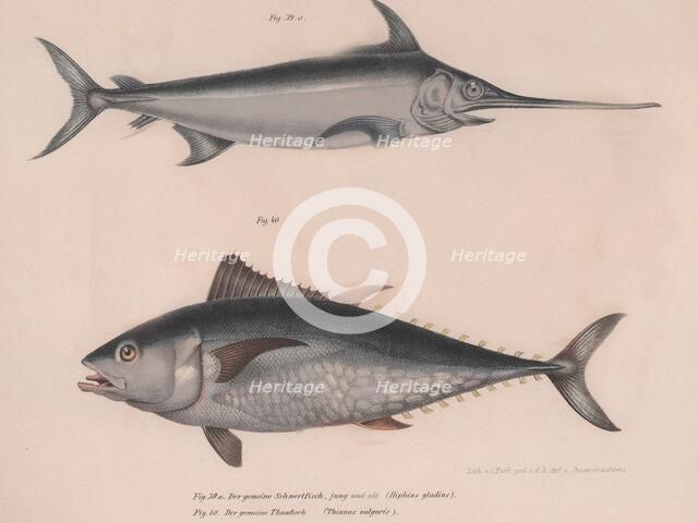 Swordfish (Hiphias gladius),  Thinnus bulgaris, c.1850s. Artist: Unknown.
