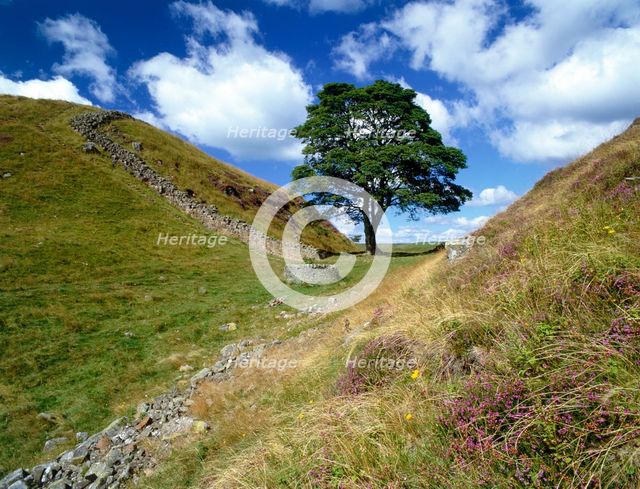Sycamore Gap, near Steel Rigg, Hadrian's Wall, Northumberland, 2010. Artist: Graeme Peacock.