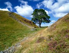 Sycamore Gap, near Steel Rigg, Hadrian's Wall, Northumberland, 2010. Artist: Graeme Peacock