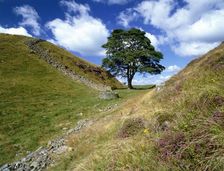 Sycamore Gap, near Steel Rigg, Hadrian's Wall, Northumberland, 2010. Artist: Graeme Peacock