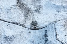 Sycamore Gap Tree on Hadrian's Wall in the snow, Northumberland, 2018. Creator: Emma Trevarthen
