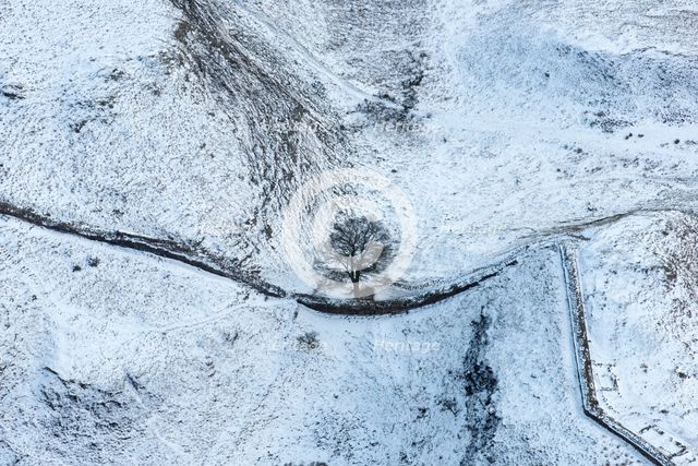 Sycamore Gap Tree on Hadrian's Wall in the snow, Northumberland, 2018. Creator: Emma Trevarthen.