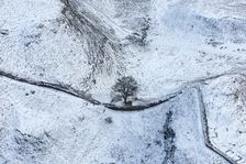 Sycamore Gap Tree on Hadrian's Wall in the snow, Northumberland, 2018. Creator: Emma Trevarthen