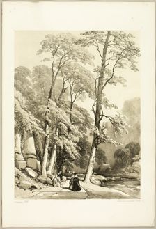 Sycamore, from The Park and the Forest, 1841. Creator: James Duffield Harding