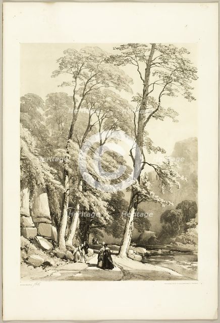 Sycamore, from The Park and the Forest, 1841. Creator: James Duffield Harding.