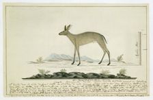 Sylvicapra grimmia (Common Duiker), 1777-1786. Creator: Robert Jacob Gordon