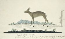 Sylvicapra grimmia (Common Duiker), 1777-1786. Creator: Robert Jacob Gordon