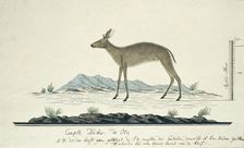 Sylvicapra grimmia (Common Duiker), 1777-1786. Creator: Robert Jacob Gordon