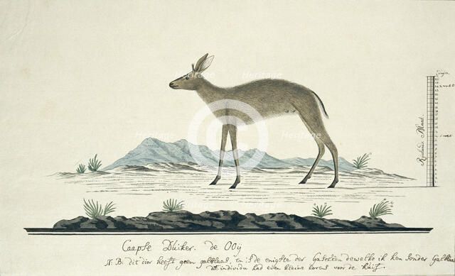 Sylvicapra grimmia (Common Duiker), 1777-1786. Creator: Robert Jacob Gordon.