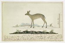 Sylvicapra grimmia (Common Duiker), 1777-1786. Creator: Robert Jacob Gordon