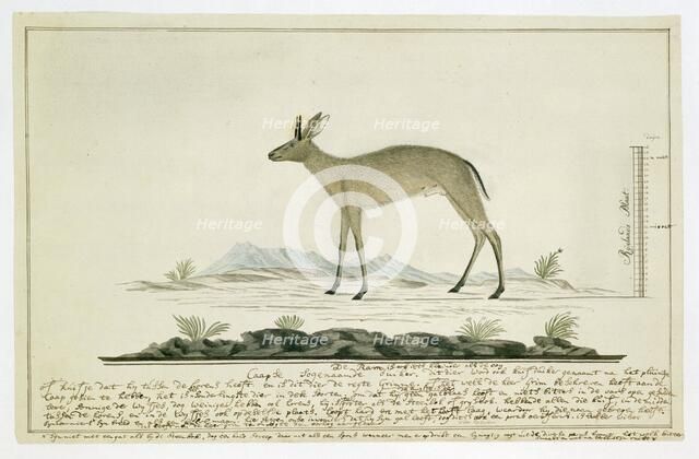 Sylvicapra grimmia (Common Duiker), 1777-1786. Creator: Robert Jacob Gordon.