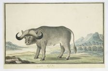 Syncerus caffer caffer (Cape buffalo), 1777-1786. Creator: Robert Jacob Gordon