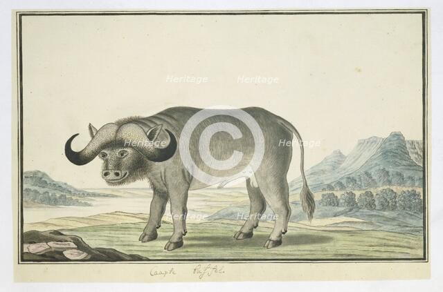 Syncerus caffer caffer (Cape buffalo), 1777-1786. Creator: Robert Jacob Gordon.