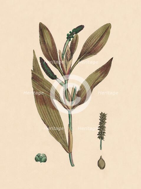 'Potamogeton rufescens. Reddish Pondweed', 19th Century. Artist: Unknown.