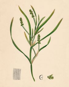 Potamogeton zosterifolius. Grass-wrack-leaved Pondweed 19th Century