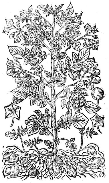 Potato, 1640. Artist: Unknown