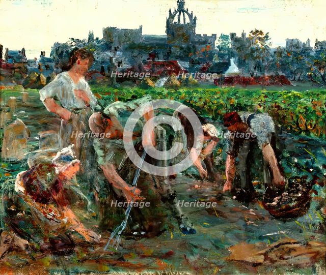 Potato Diggers, Kings College, c1900s. Creator: George Sherwood Hunter.