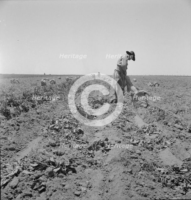 Potato field and pickers near Shafter, California, 1937. Creator: Dorothea Lange.