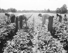 Potato field, Hightstown, New Jersey, 1936. Creator: Dorothea Lange