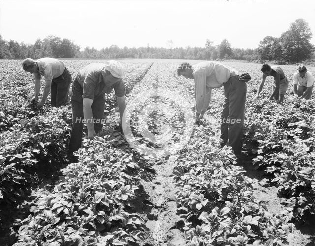 Potato field, Hightstown, New Jersey, 1936. Creator: Dorothea Lange.