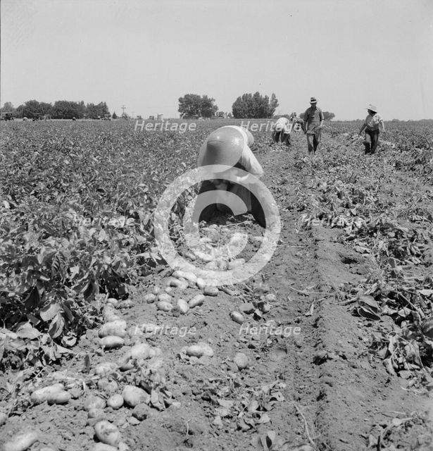 Potato pickers, near Shafter, California, 1937. Creator: Dorothea Lange.