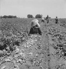 Potato pickers, near Shafter, California, 1937. Creator: Dorothea Lange