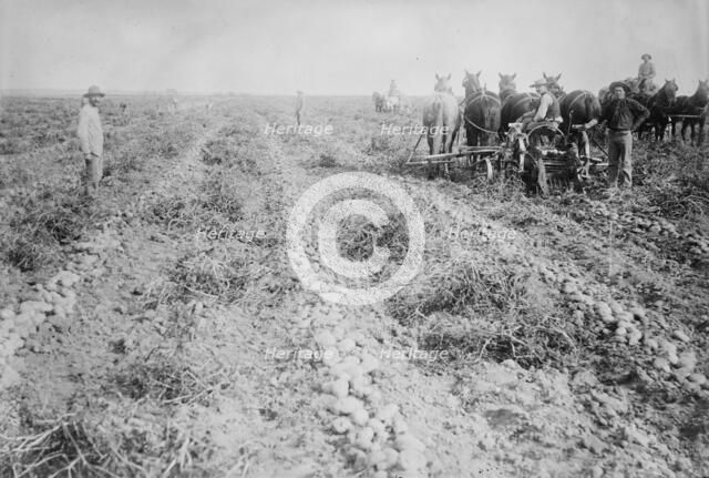 Potato raising in Colo., between c1915 and c1920. Creator: Bain News Service.