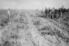 Potato raising in Colo., between c1915 and c1920. Creator: Bain News Service