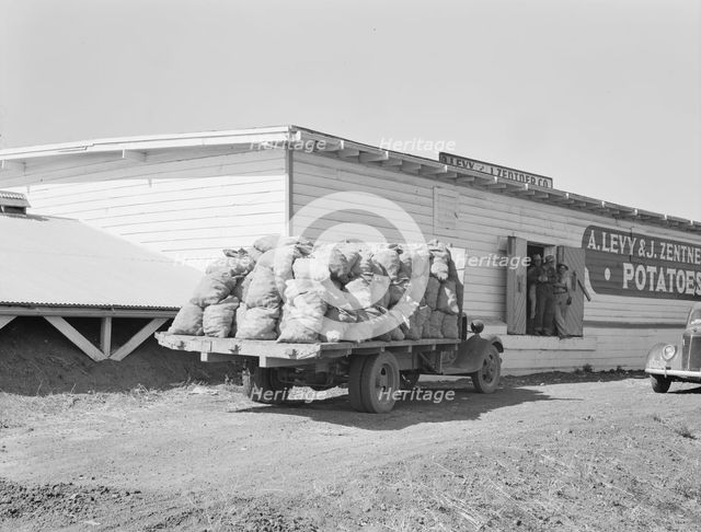 Potato shed during season, across the road from the..., Tulelake, Siskiyou County, California, 1939. Creator: Dorothea Lange.