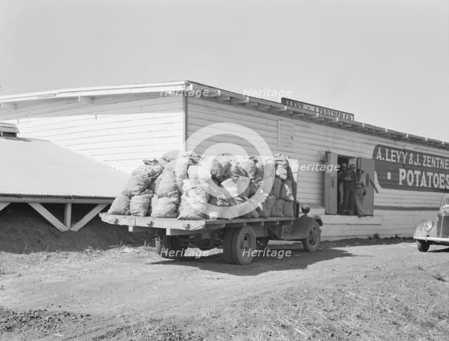Potato shed during season, across the road from the..., Tulelake, Siskiyou County, California, 1939. Creator: Dorothea Lange.