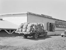 Potato shed during season, across the road from the..., Tulelake, Siskiyou County, California, 1939. Creator: Dorothea Lange