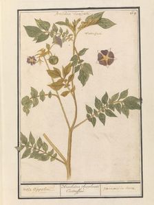 Potato (Solanum Tuberosum), 1596-1610. Creators: Anselmus de Boodt, Elias Verhulst
