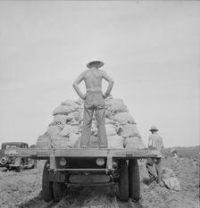 Potato truck in the field near Shafter, California, 1937. Creator: Dorothea Lange