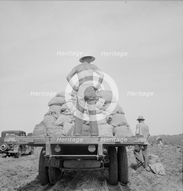 Potato truck in the field near Shafter, California, 1937. Creator: Dorothea Lange.