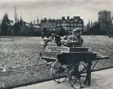 Potatoes in Kew Gardens 1941. Artist: Cecil Beaton